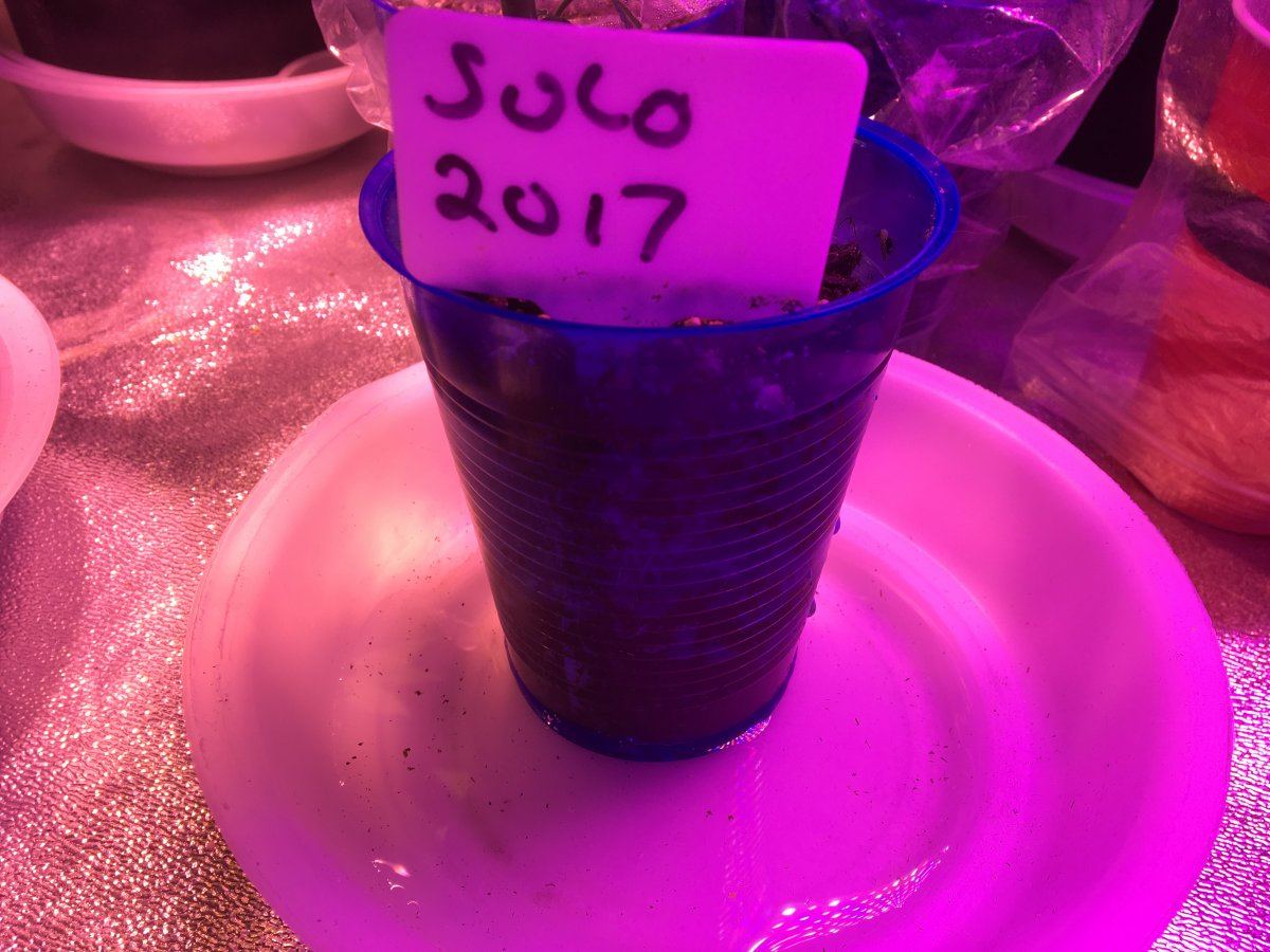 IMG 1716   Copy