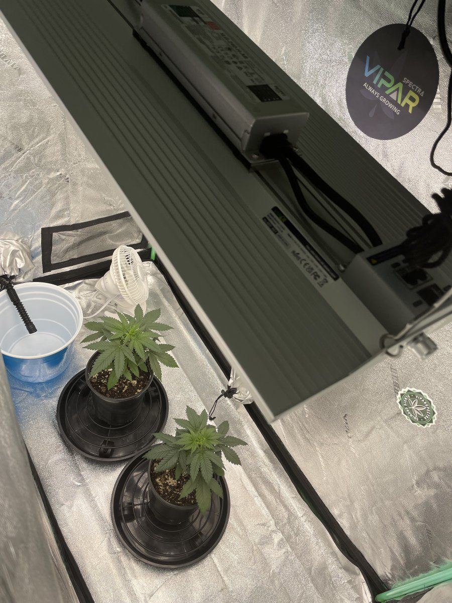 IMG 1738