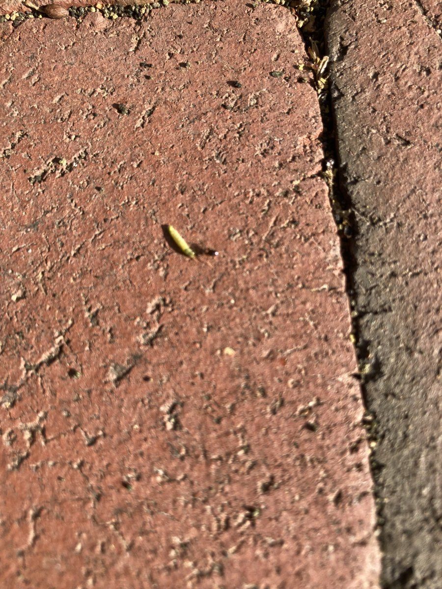 IMG 1875