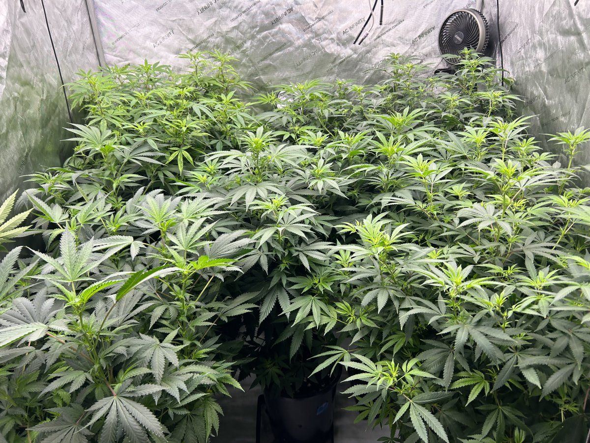 IMG 1937