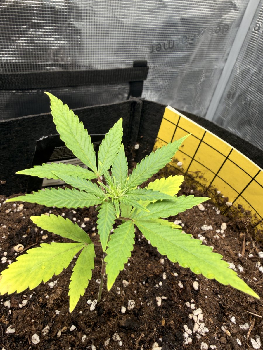 IMG 1983