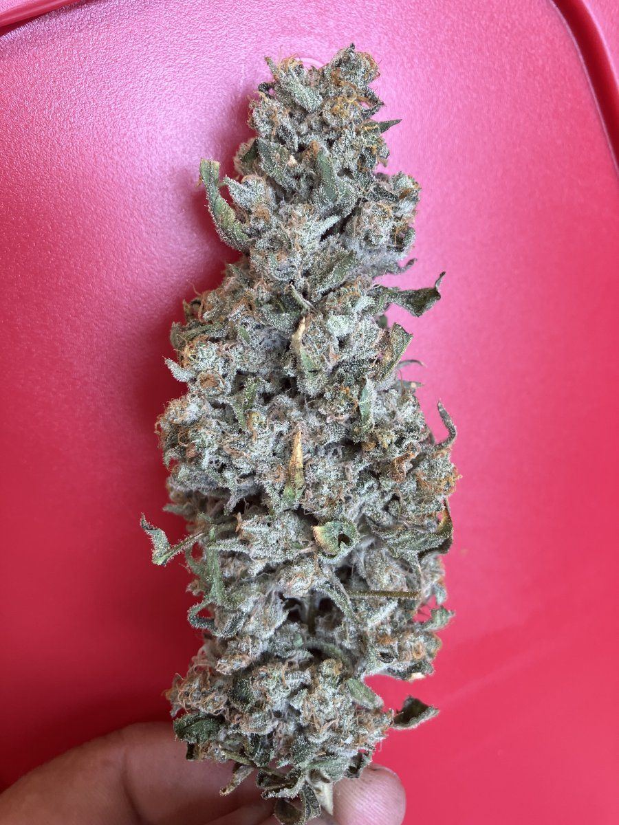 IMG 2004