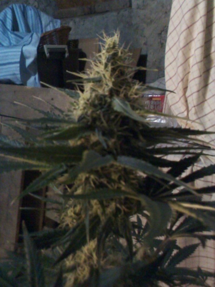 IMG 20120819 160004