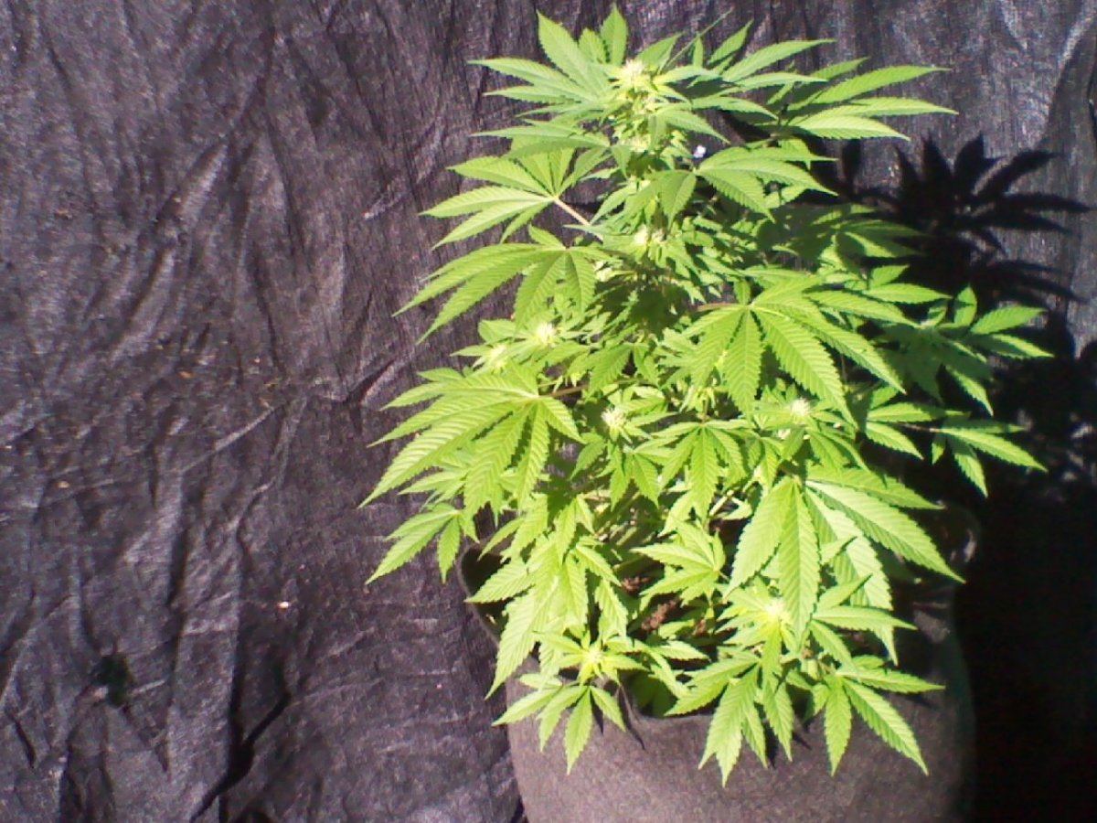 IMG 20130310 101549 ChemSage