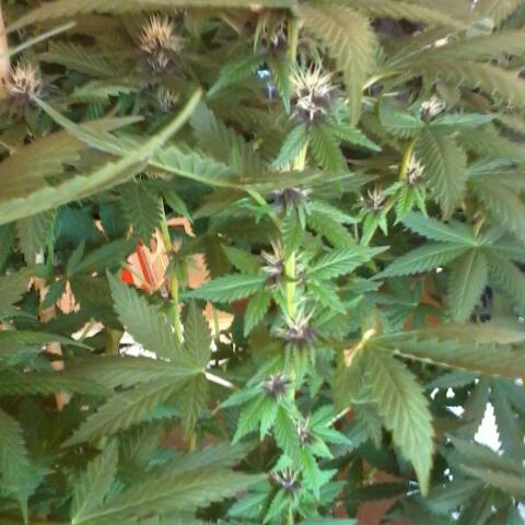 IMG 20130605 124630 1