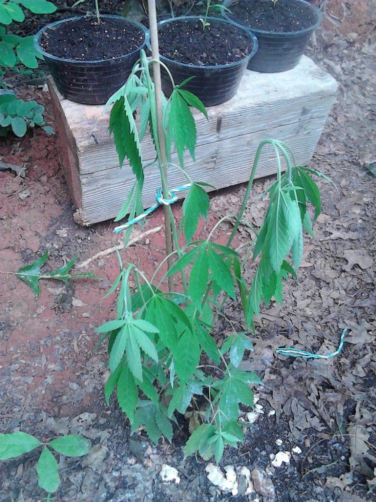 IMG 20130619 161912