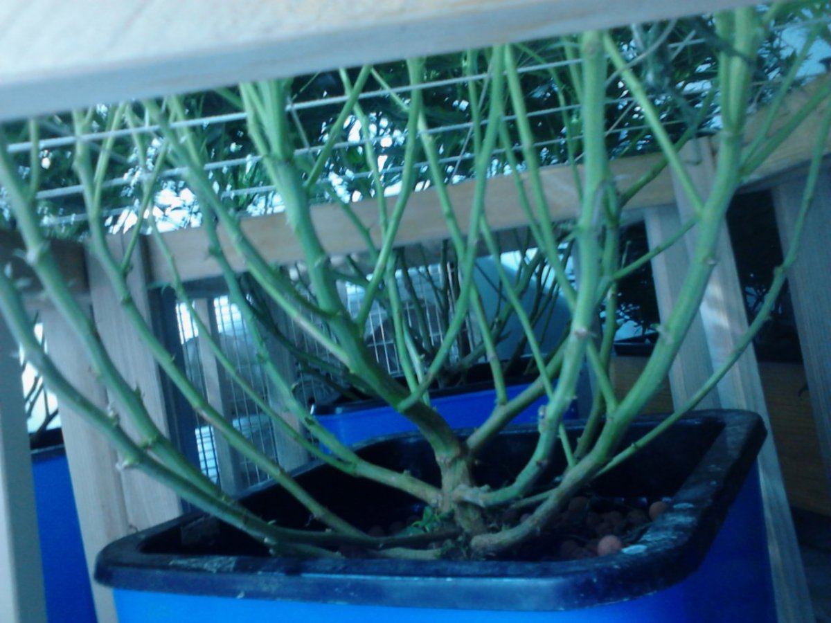 IMG 20140127 103105