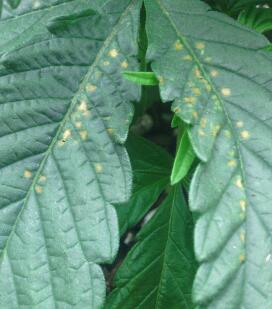 IMG 20140405 123841 1