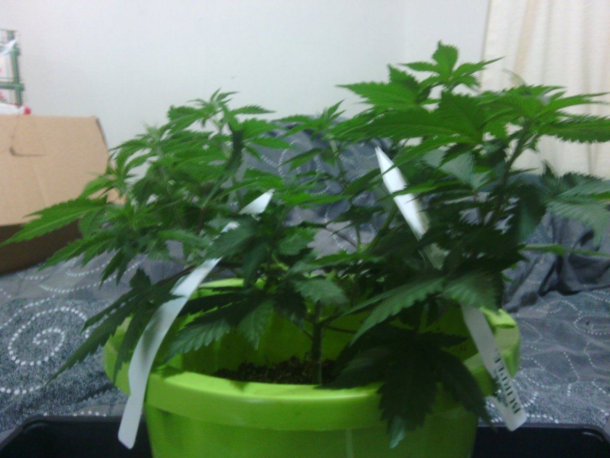 IMG 20140609 180725