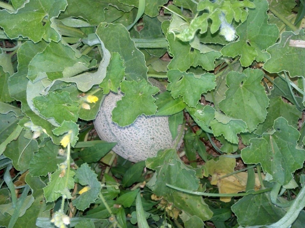 IMG 20140702 060629 047