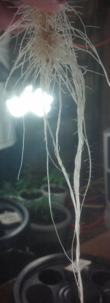 IMG 20140812 090243 138