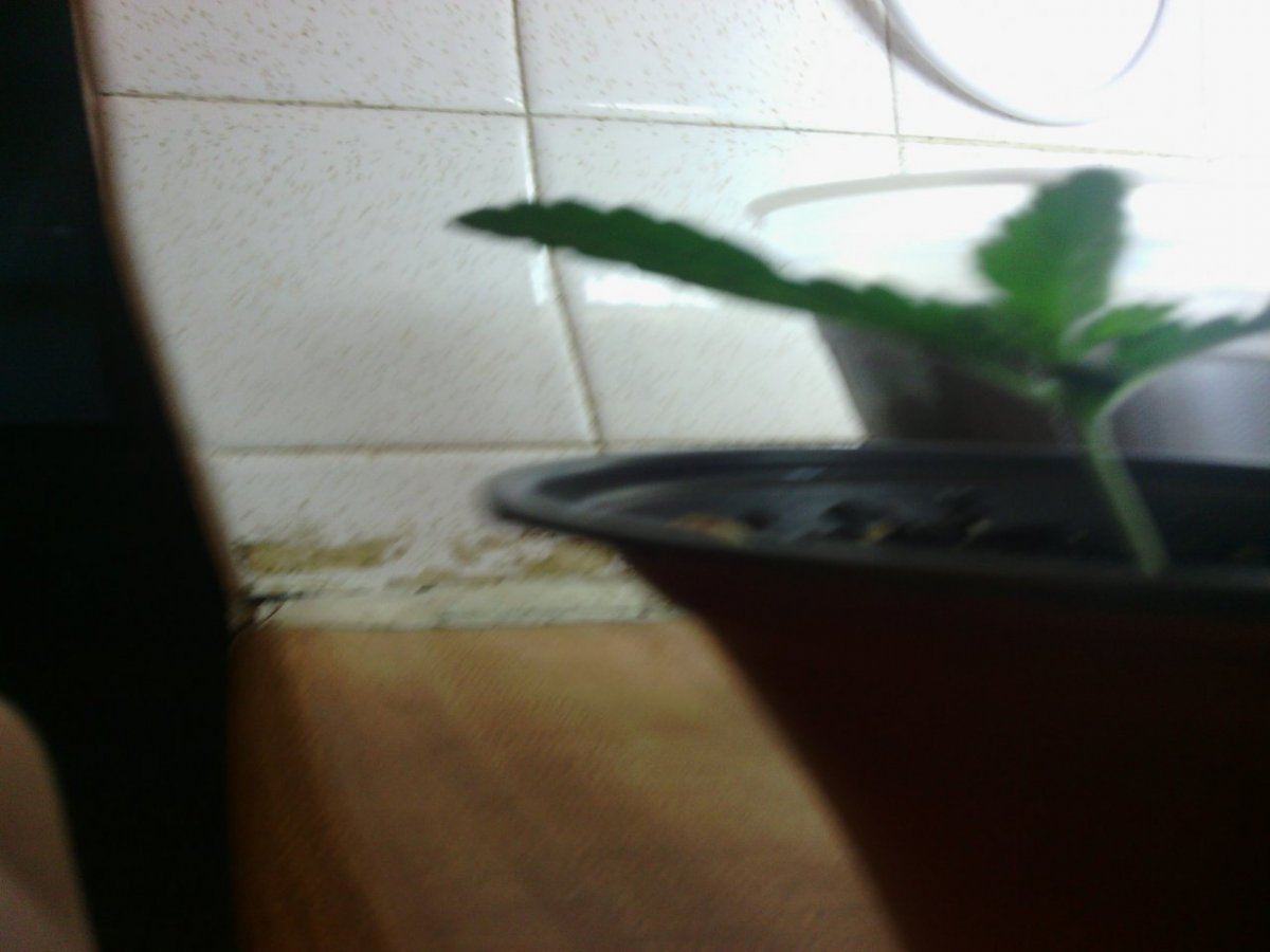 IMG 20140819 063752
