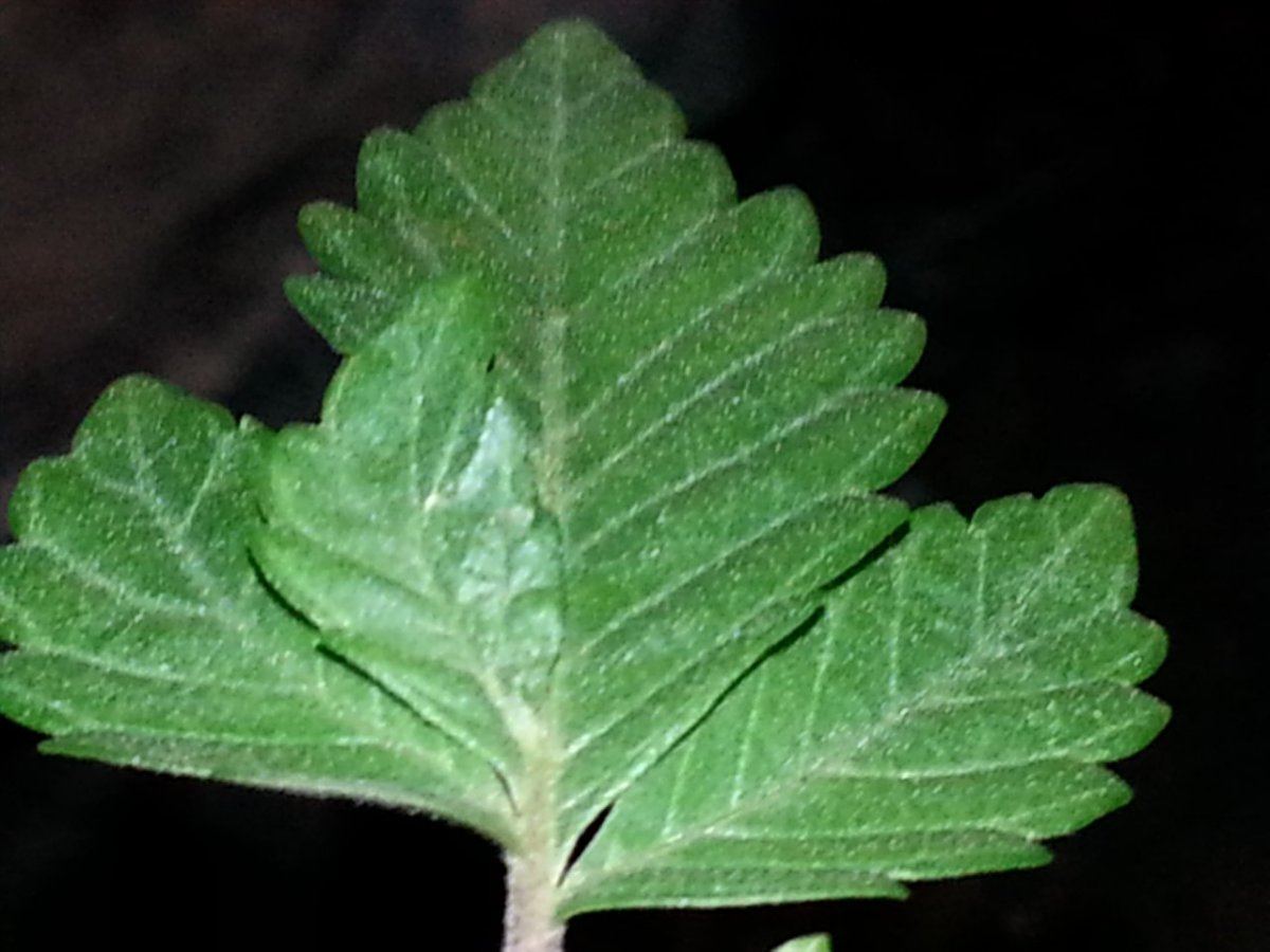 IMG 20150123 221456