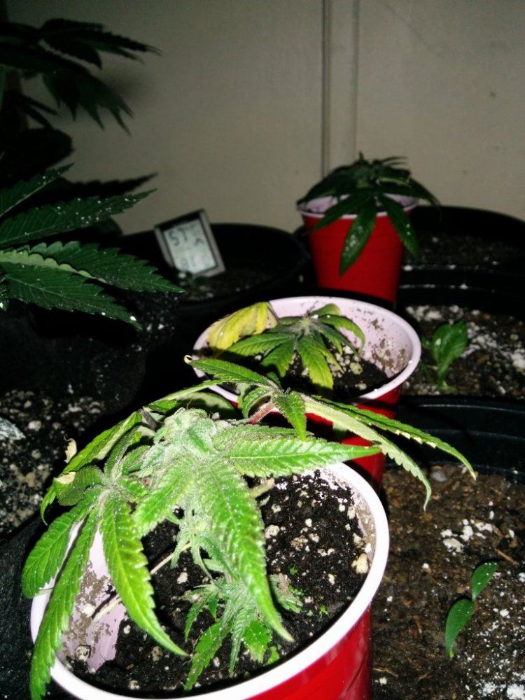 IMG 20150331 122530