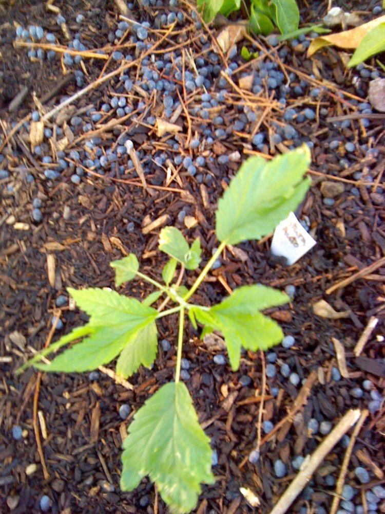 IMG 20150409 183538 167