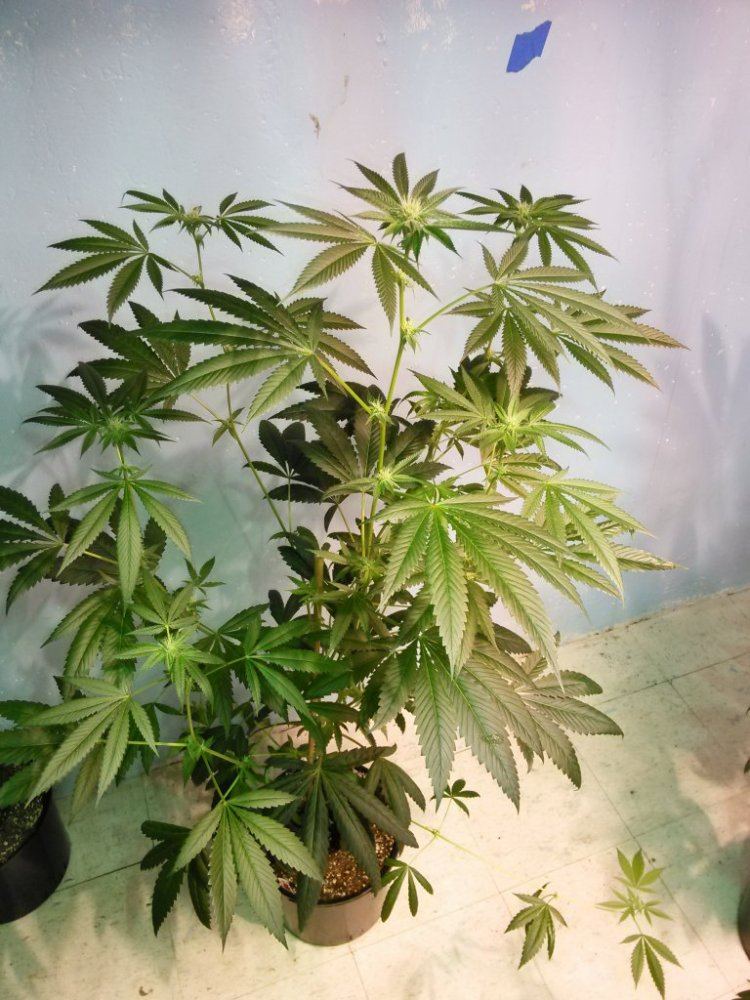 IMG 20150416 2047121