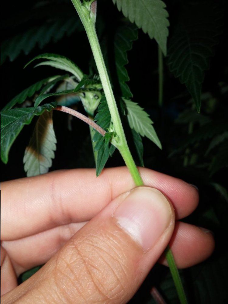 IMG 20150417 202136