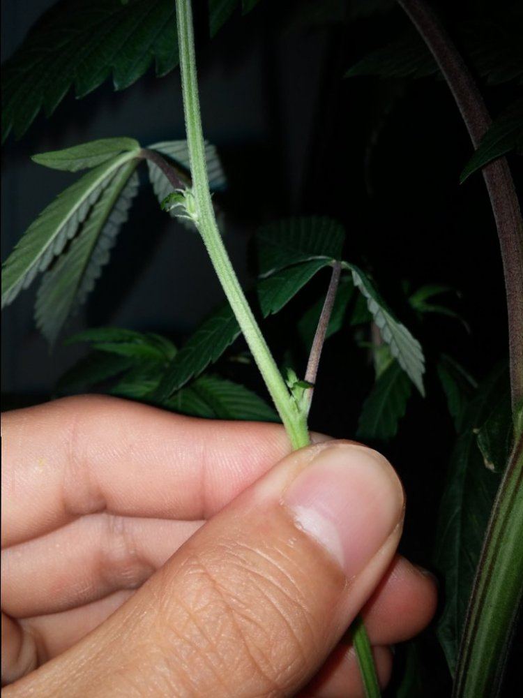 IMG 20150417 202228