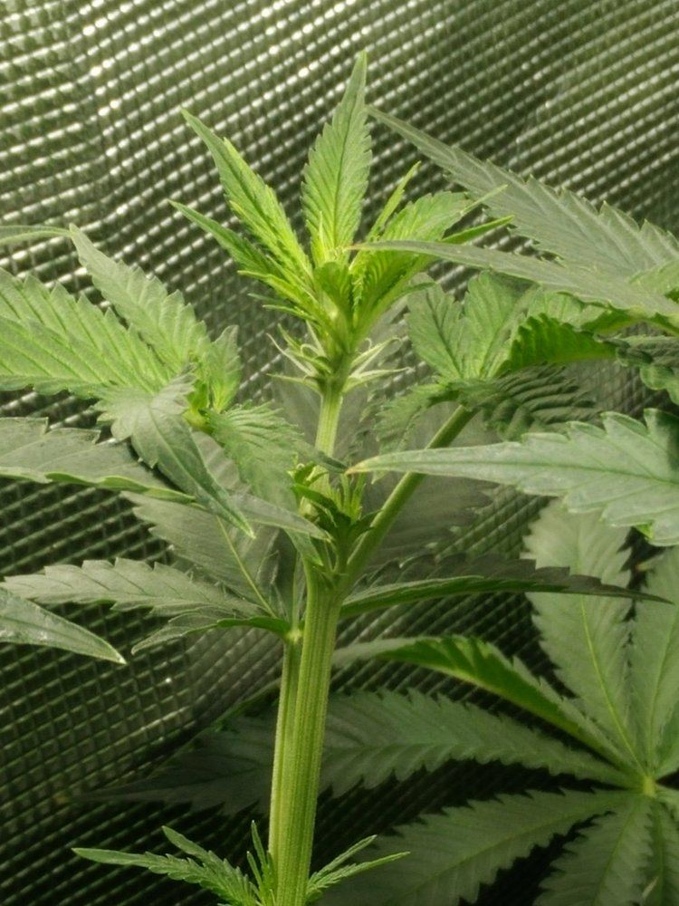 IMG 20150427 2329081