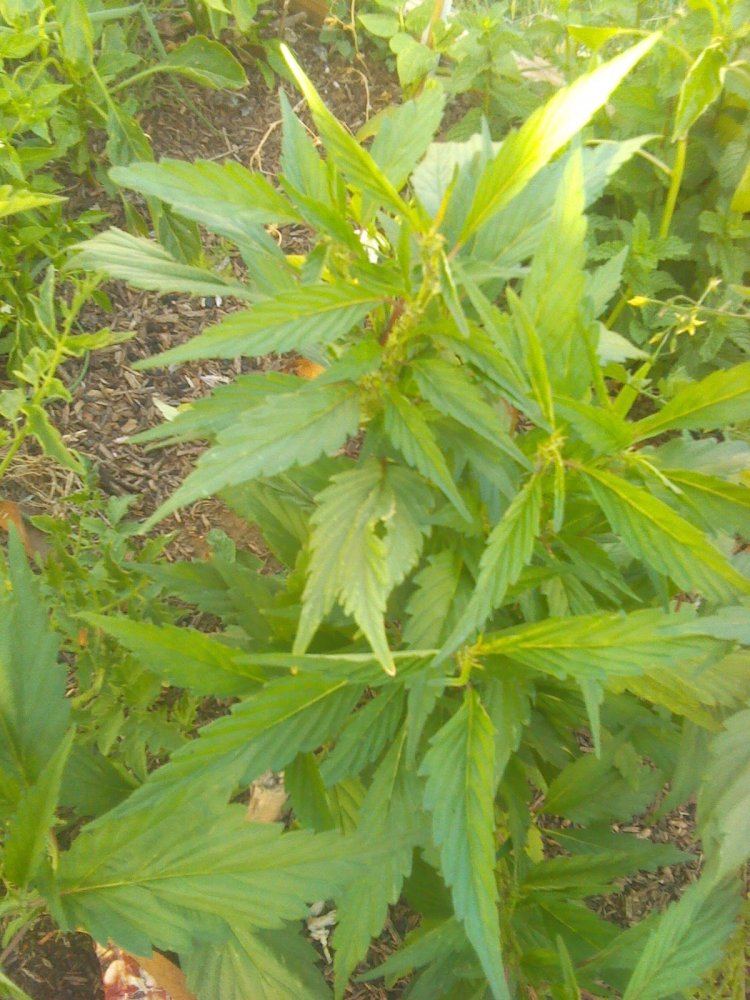 IMG 20150511 180644 591
