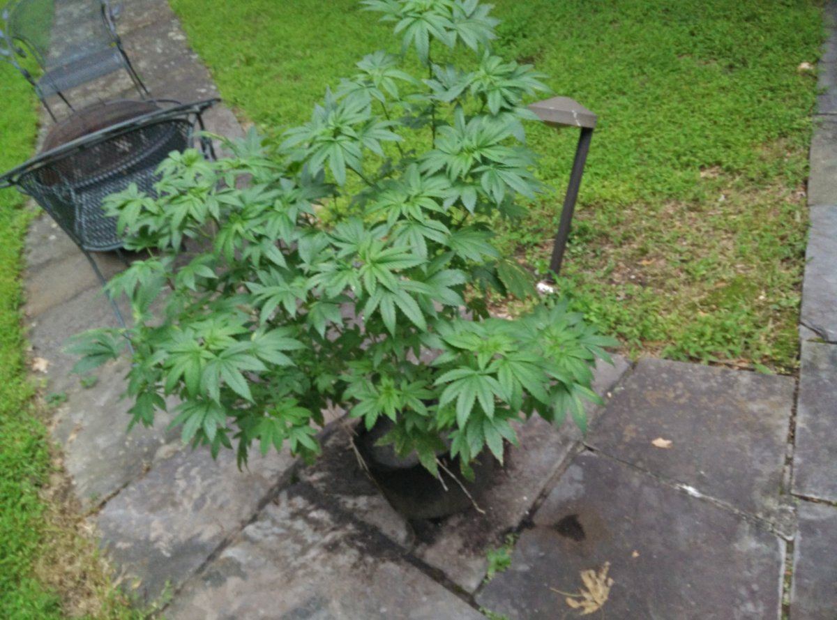IMG 20150702 2001431