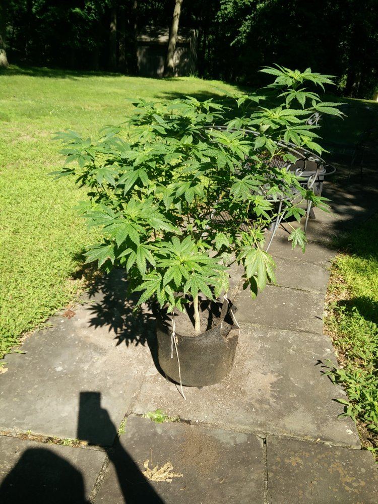 IMG 20150703 0928021