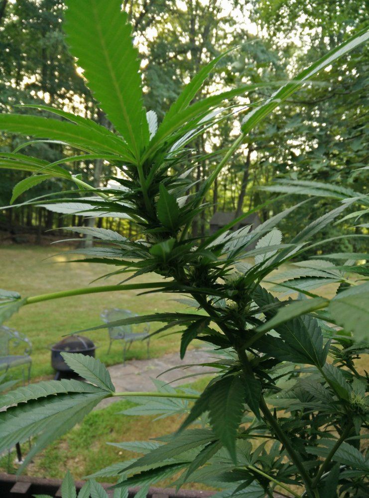 IMG 20150903 1735101