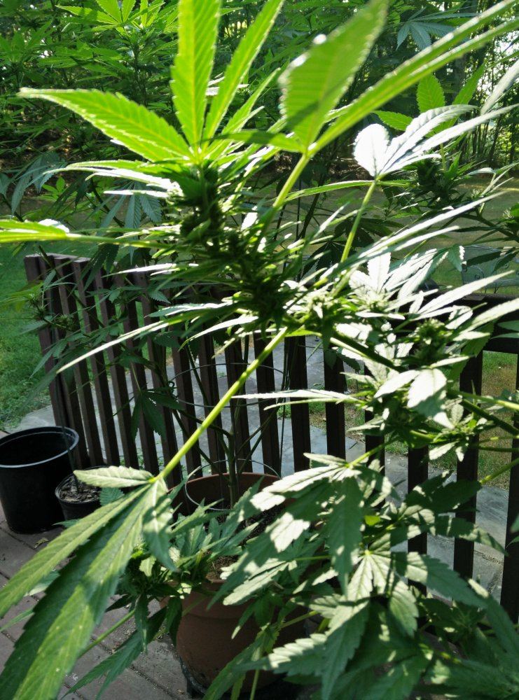 IMG 20150908 1538561