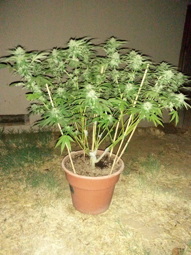 IMG 20150910 003951
