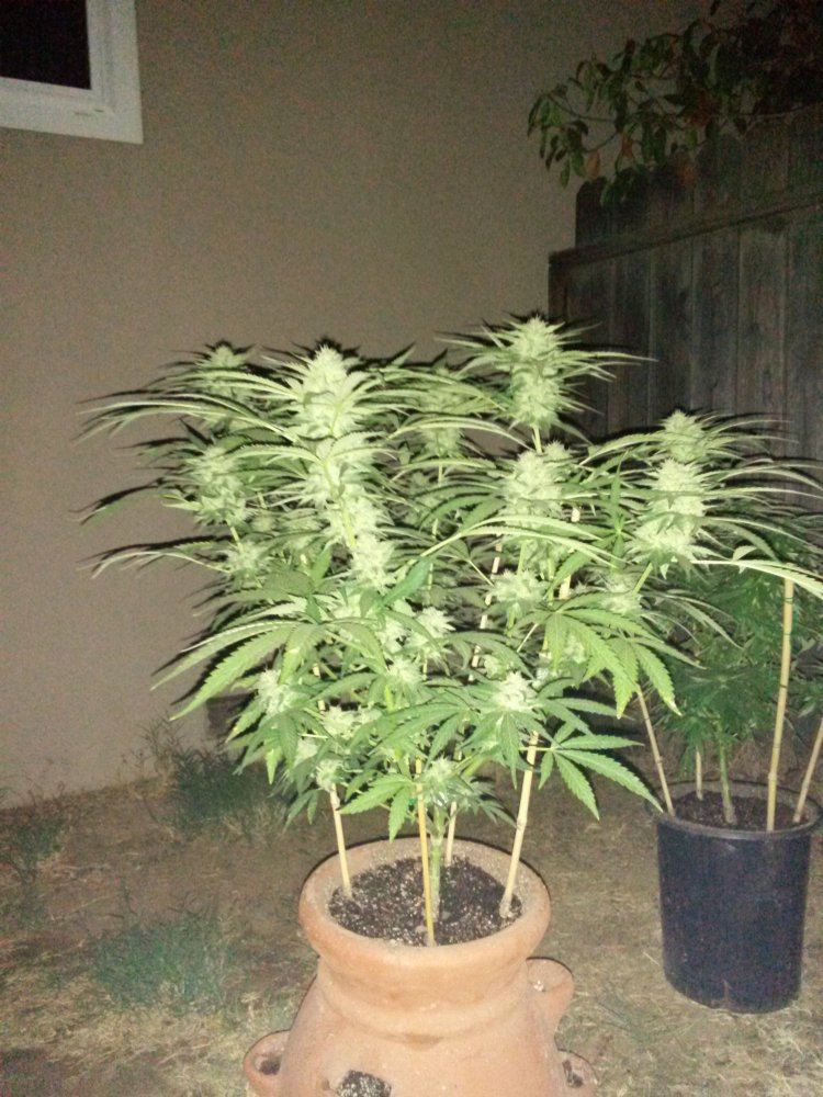 IMG 20150912 223757