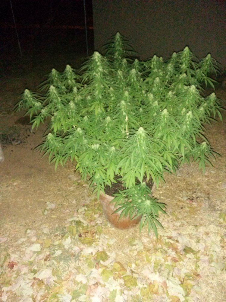 IMG 20150914 234655
