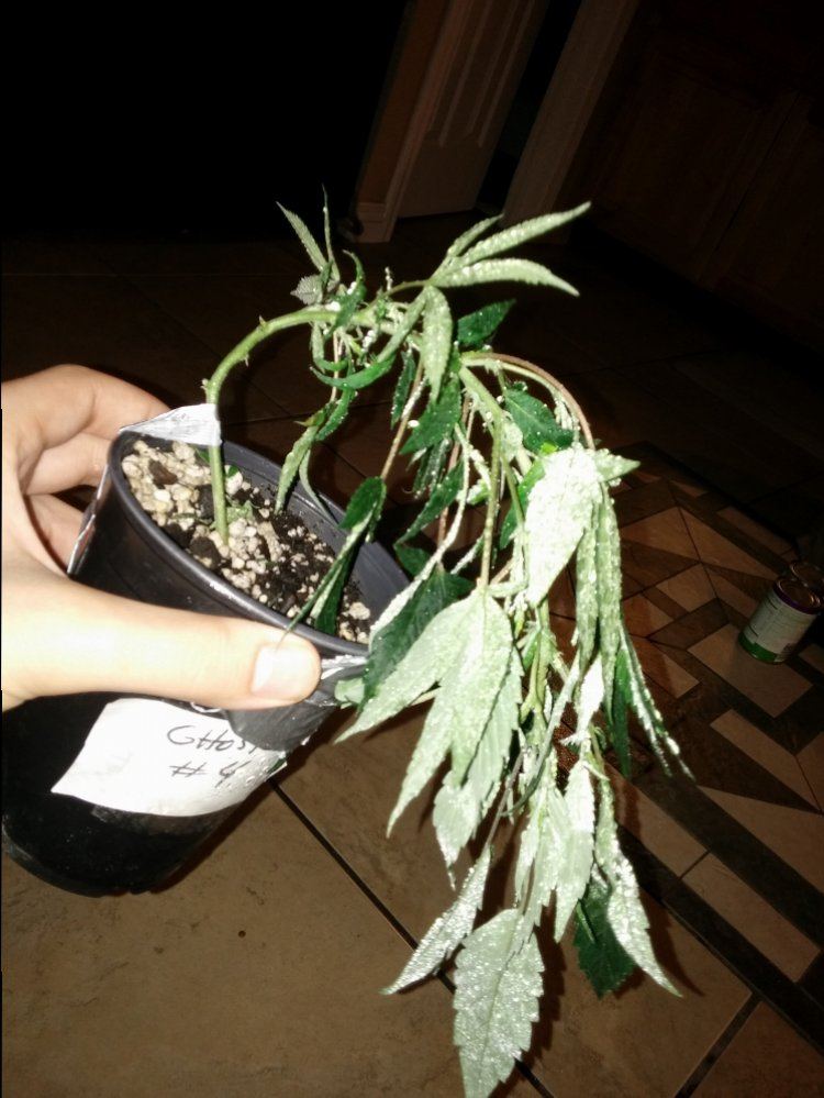 Anyone Ever Keep A Bonsai Cannabis Plant Thcfarmer
