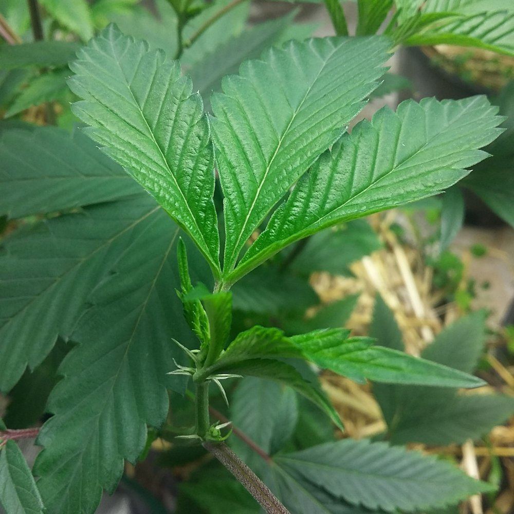 IMG 20151201 021742