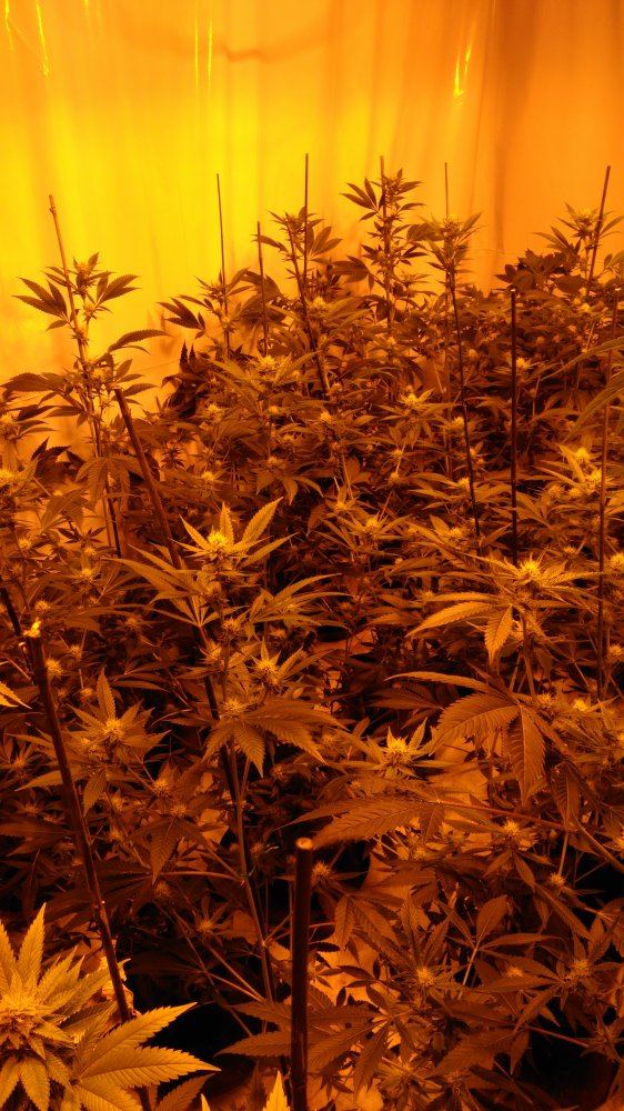 IMG 20160111 061228