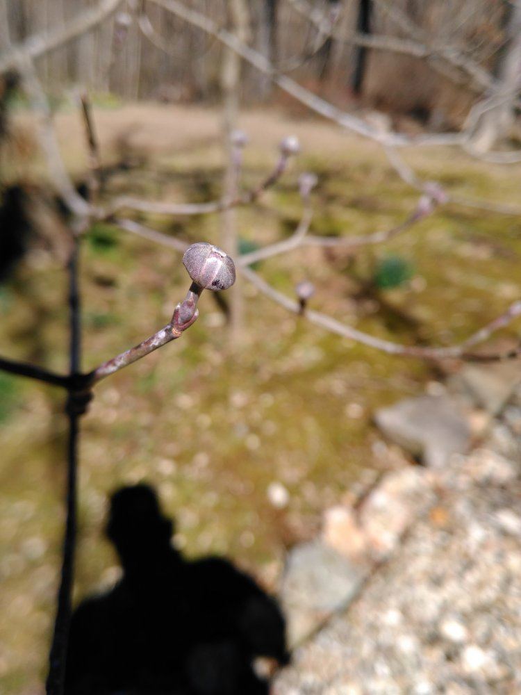 IMG 20160305 124615