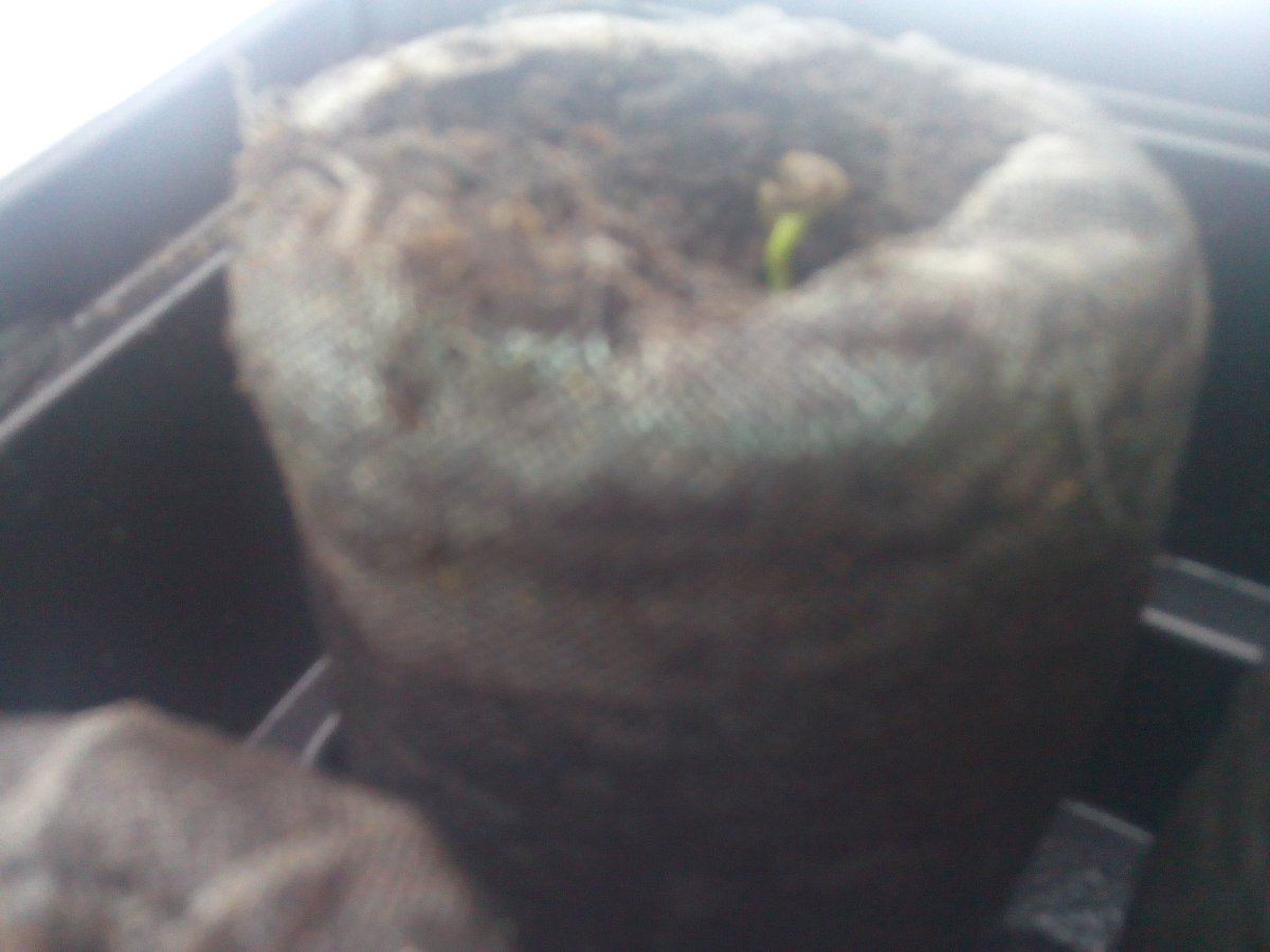 IMG 20160316 205409