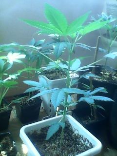 IMG 20160605 090206