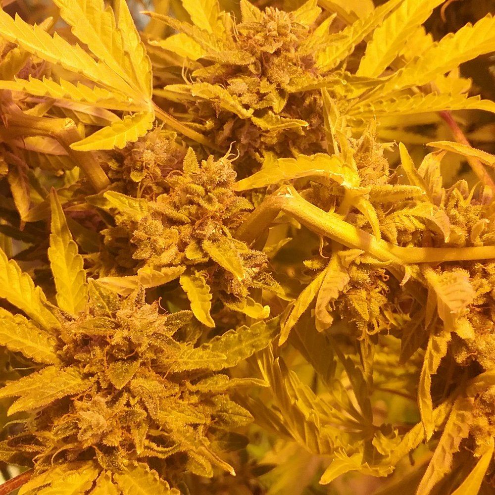 IMG 20170119 184414 427
