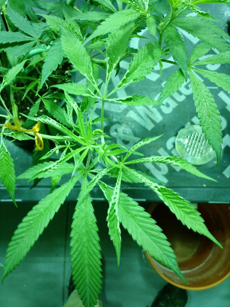 Leaf Curl THCFarmer Cannabis Cultivation Network