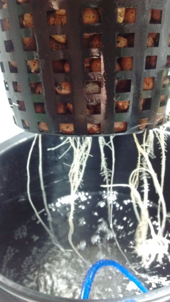 IMG 20170531 104909085