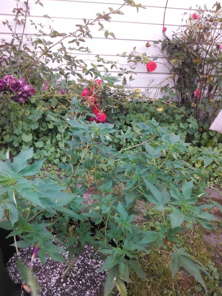 IMG 20170621 200921