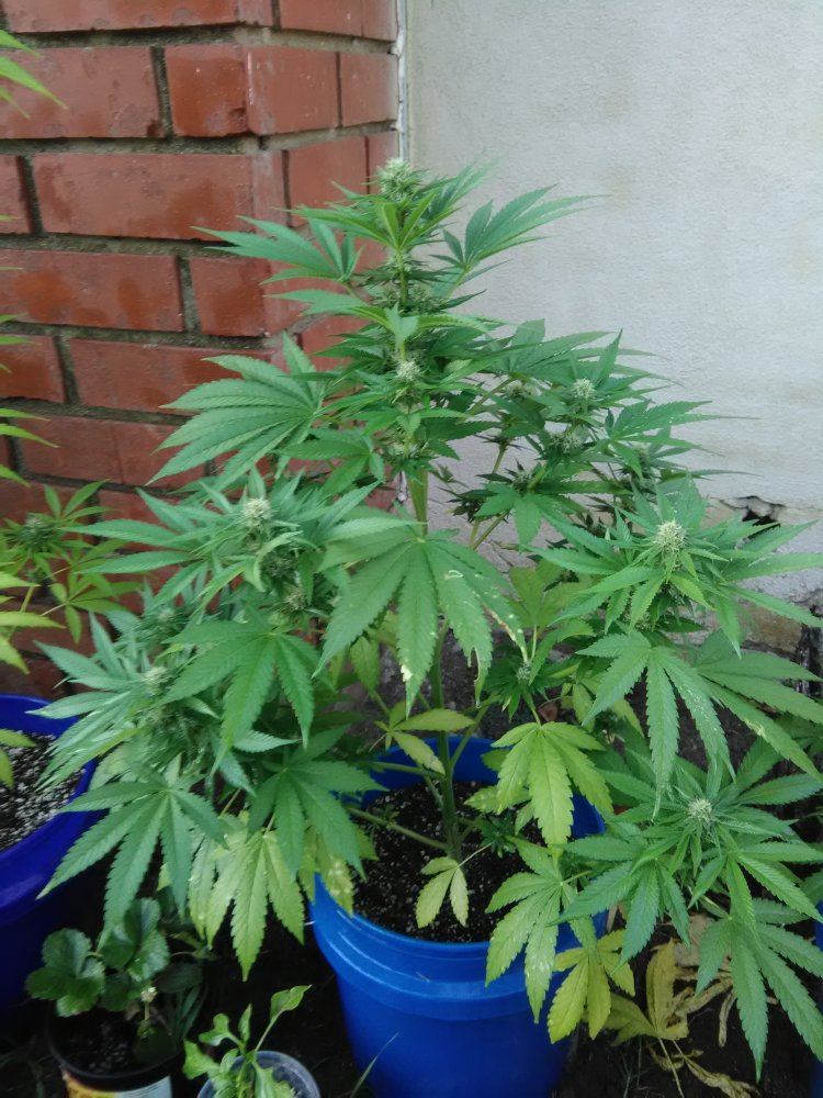 IMG 20171005 175803