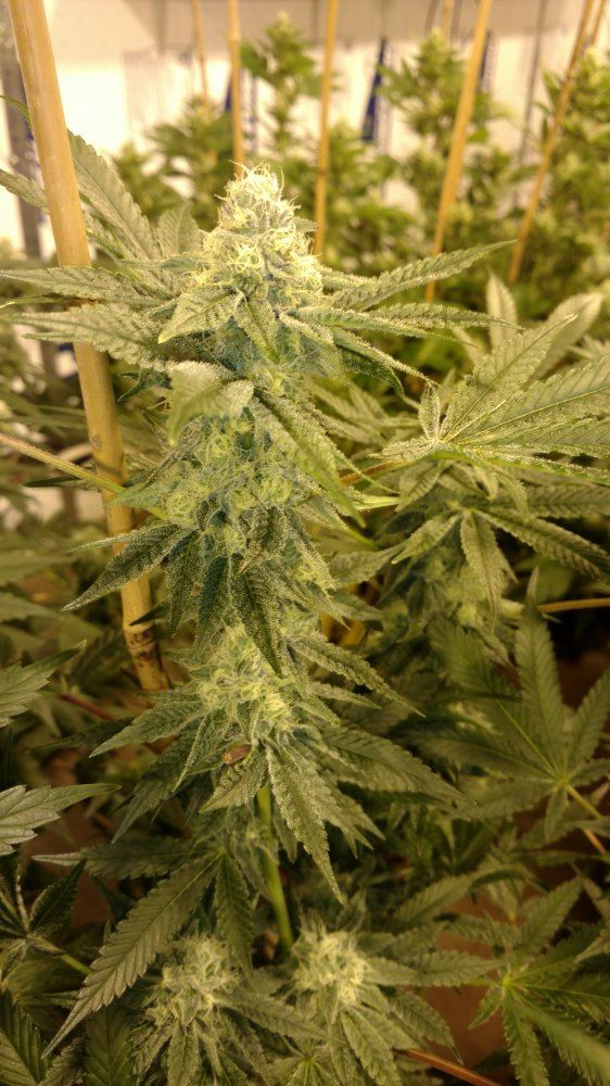 IMG 20180625 213848722