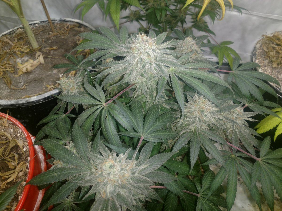 IMG 20180716 204303893
