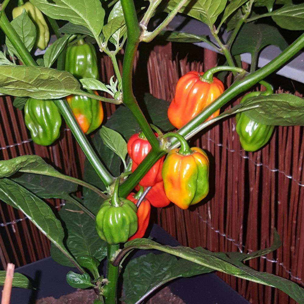 IMG 20180905 214858 383
