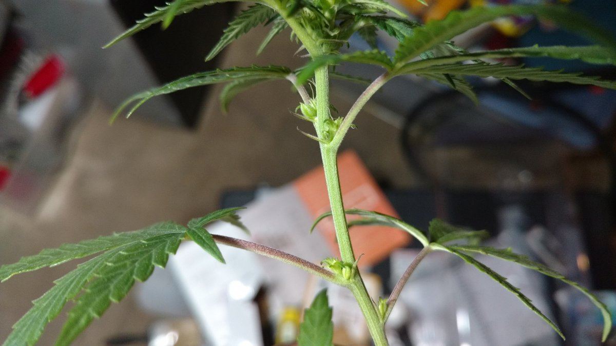 IMG 20190119 190604424