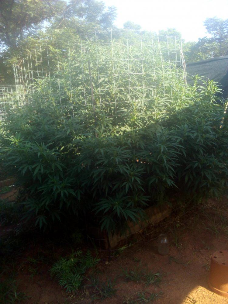 IMG 20190131 080722