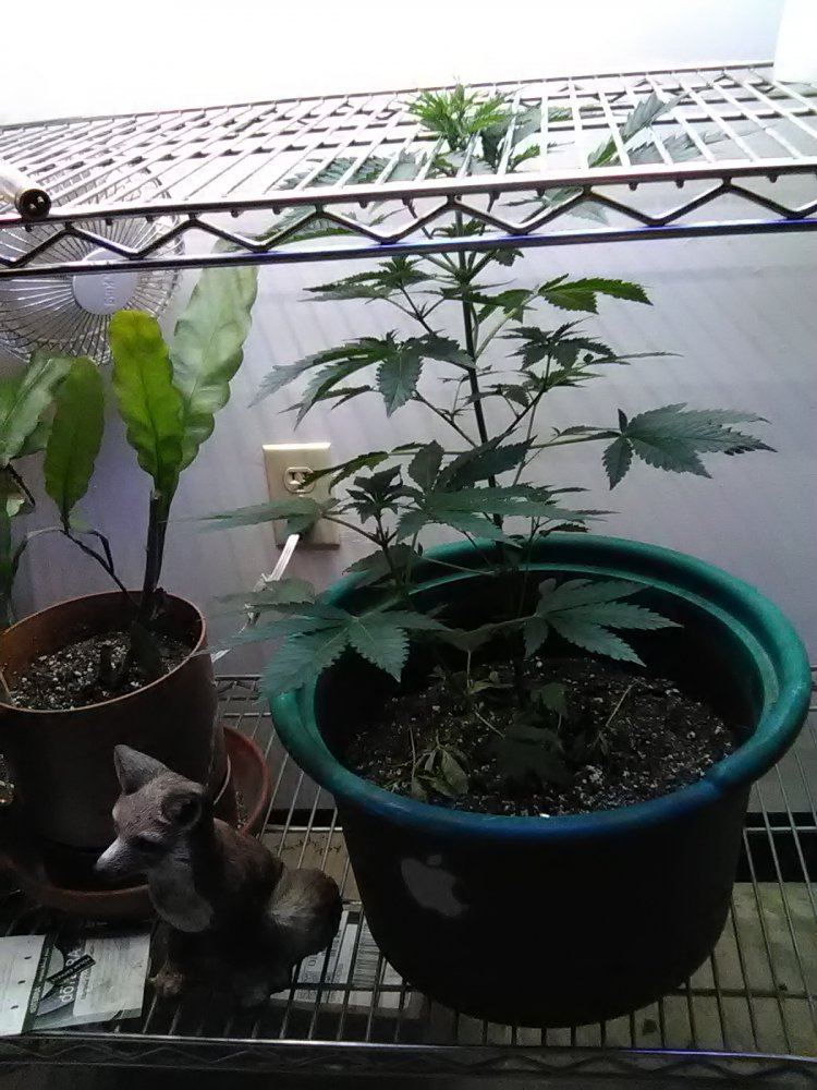 IMG 20190205 191902