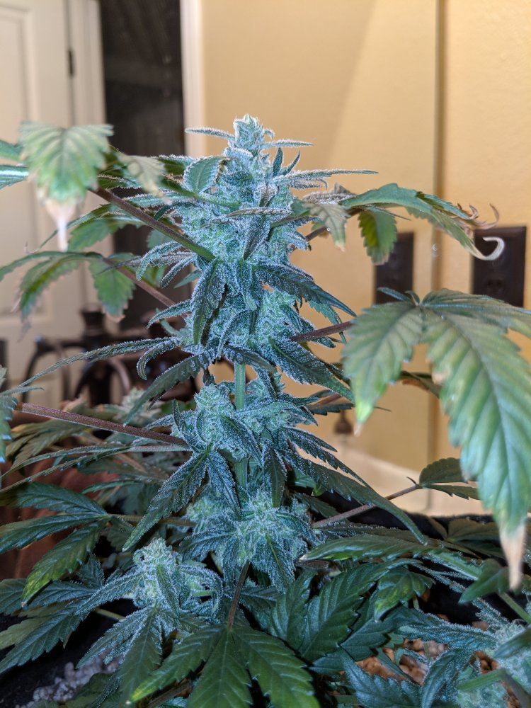 IMG 20190415 212145