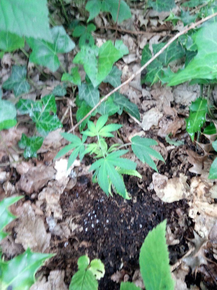 IMG 20190624 140651